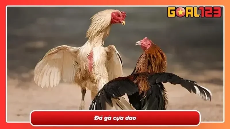 Đá Gà Campuchia - Nơi Hội Tụ Những Trận So Tài Mãn Nhãn 2026 5 Đá gà cựa dao lôi cuốn trong từng trận đấu